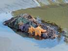 Washington State, USA. Olympic National Park, Rialto Beach, orange and purple ochre sea stars. Art Print